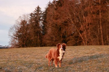 Kahverengi ve beyaz köpek çim tarlasında duruyor. Köpek sağa bakıyor.