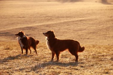 İki kahverengi köpek bir tarlada duruyorlar, üzerlerinde güneş parlıyor. Arazi çimlerle kaplı ve köpekler uzaklığa bakıyor. Sahne sakin ve sakin.