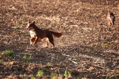Kahverengi köpek uzun otların arasında koşuyor. Köpek görüntünün ana odak noktasıdır ve dışarıda geçirdiği zamanın tadını çıkarmaktadır. Tarla uzun otlarla dolu.
