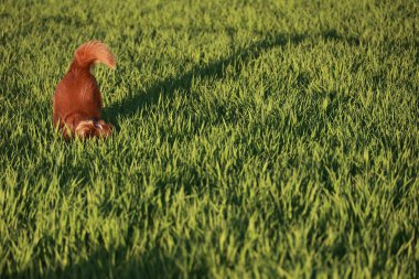 Kahverengi köpek çim tarlasında. Köpek, yere doğru bakıyor. Çimler yemyeşil ve yemyeşil