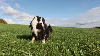 Arka planda mavi gökyüzü olan bir köpek tarlada koşuyor. Köpek siyah ve beyaz ve eğleniyor.. .