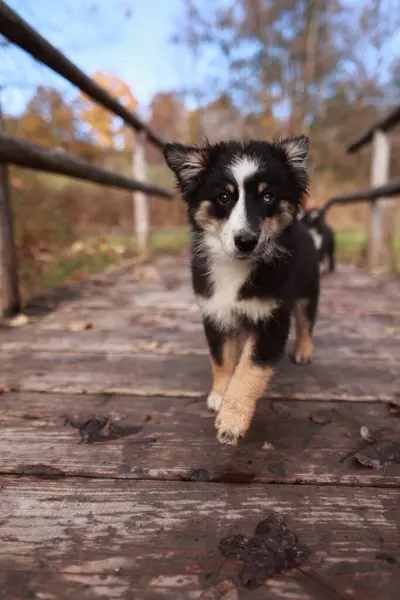 Küçük bir köpek ahşap bir köprüde yürüyor. Köpek siyah beyaz ve mavi gözlü.. .