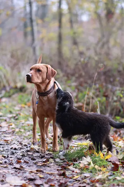 Ormanda iki köpek yan yana duruyor. Biri kahverengi, diğeri siyah.. .