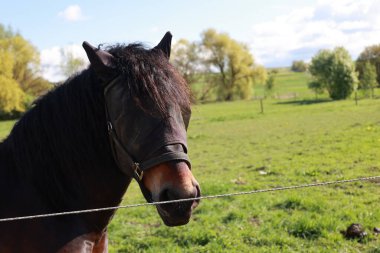 Siyah maskeli bir at. At bir tarlada duruyor. At kameraya bakıyor.