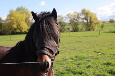 Siyah maskeli bir at. At bir tarlada duruyor. At kameraya bakıyor.