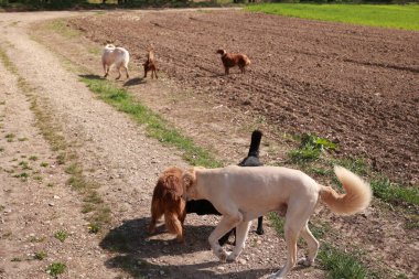 Bir grup köpek bir alanda oynuyorlar. Köpeklerden biri kuyruğu tıraşlı beyaz bir köpek.