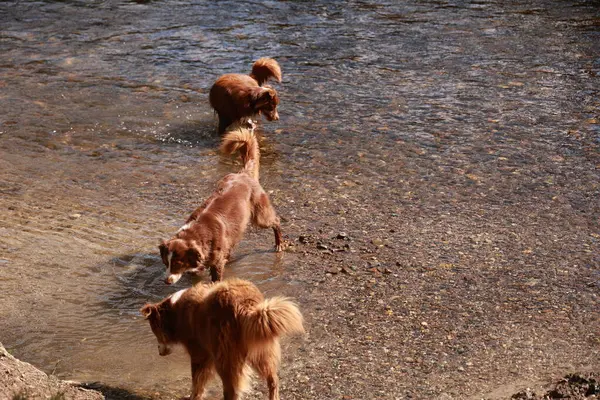 Üç köpek suda oynuyorlar. Köpekler kahverengi ve beyazdır. Su sakin.