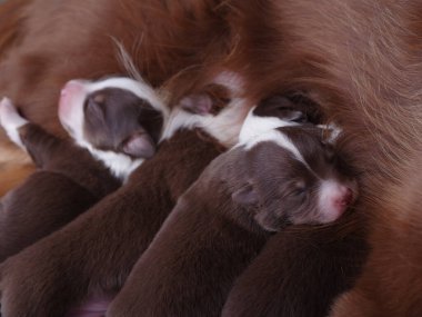 Üç köpek yavrusu üst üste uyuyor. Anne köpek onları emziriyor. Yavrular kahverengi ve beyaz.. .