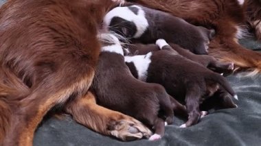 Anne bir köpek yavrularını emziriyor. Yavruların hepsi farklı boyutlarda ve bir yatakta uzanıyorlar.. .