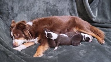 Bir anne köpek yavrularıyla birlikte bir kanepede uzanıyor. Huzurlu ve iç açıcı bir sahne.. .