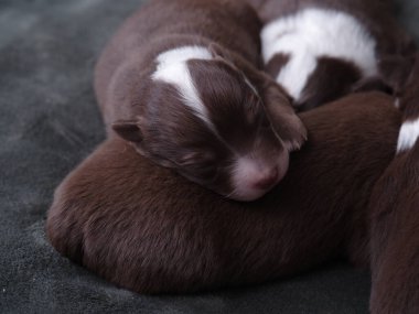 Bir grup köpek yavrusu battaniyenin üzerinde uyuyor. Yavrular kahverengi ve beyaz. Battaniye siyah.. .