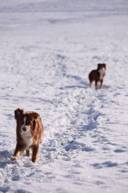 İki köpek karda yürüyor, biri kahverengi ve beyazdır. Diğeri kahverengi ve siyah.