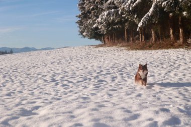 Köpek bir tarlada karda koşuyor. Gökyüzü mavi ve kar bembeyaz