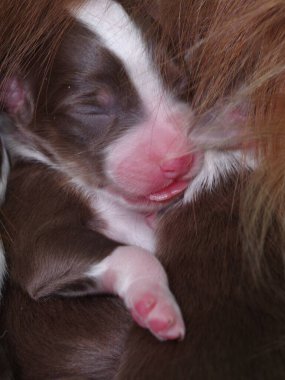 Kahverengi ve beyaz köpek bir annenin göğsünde uyuyor. Yavru köpek küçük ve pembe pençeleri var.