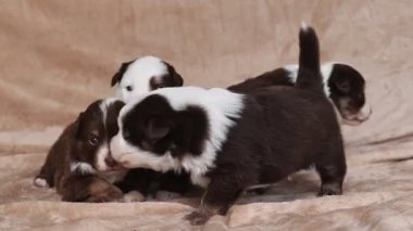 Bir grup köpek yavrusu kanepede birlikte oynuyorlar. Yavrular kahverengi ve beyaz ve hepsi farklı boyutlarda.. .