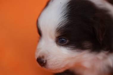 Mavi gözlü küçük siyah beyaz bir köpek yavrusu. Yavru köpek kameraya bakıyor. Görüntünün sıcak ve dostane bir havası var.. .