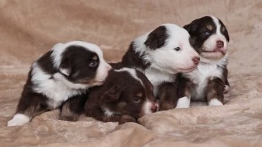 Dört yavru bir yatakta oturuyor. Kahverengi ve beyazlar. Yavrular kameraya bakıyor.. .