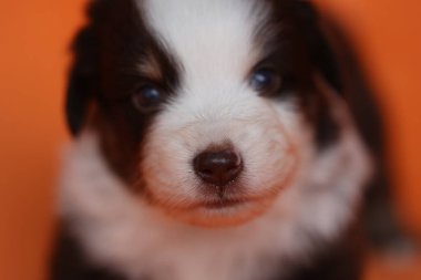 Siyah burunlu ve mavi gözlü bir köpek yavrusu. Yavru köpek kameraya bakıyor. Yavru köpek küçük ve sevimli.. .