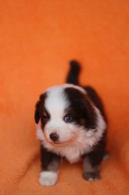 Kırmızı arka planda kahverengi ve beyaz kürklü küçük bir köpek yavrusu duruyor. Yavru köpeğin yüzünde tuhaf bir ifade var ve kameraya bakıyor. Masumiyet ve oyun anlayışı. .