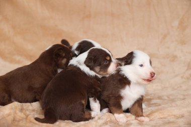 Bir grup köpek yavrusu bir battaniyenin üzerinde oturuyor ve içlerinden biri kameraya bakıyor.. .
