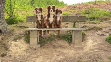Parkta bir bankta oturan üç köpek. Banka ahşaptan yapılmıştır ve bir tepenin üzerindedir. Köpekler kahverengi ve beyaz ve bankta eğleniyor gibi görünüyorlar.