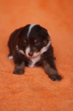 Küçük kahverengi ve beyaz bir köpek yavrusu kırmızı bir battaniyenin üzerinde yatıyor. Yavru köpeğin yüzünde tuhaf bir ifade var.. .