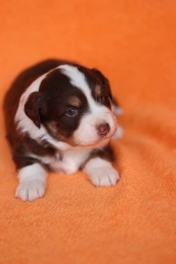 Küçük kahverengi ve beyaz bir köpek yavrusu turuncu bir battaniyenin üzerinde yatıyor. Yavru köpeğin yüzünde sevimli ve masum bir ifade var.. .