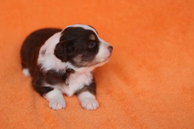 Küçük kahverengi ve beyaz bir köpek yavrusu turuncu bir battaniyenin üzerinde yatıyor. Yavru köpek kameraya tuhaf bir ifadeyle bakıyor.. .