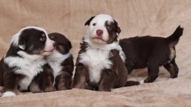 Üç yavru bir battaniyenin üzerinde oturuyor, biri uyuyor. Diğer ikisi uyanık ve kameraya bakıyor.. .