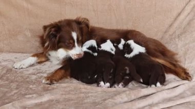 Bir anne köpek yavrularıyla birlikte bir kanepede uzanıyor. Huzurlu ve iç açıcı bir sahne.. .