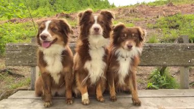 Üç kahverengi ve beyaz köpek bir bankta oturuyor. Hepsi gülümsüyor ve kameraya bakıyor.