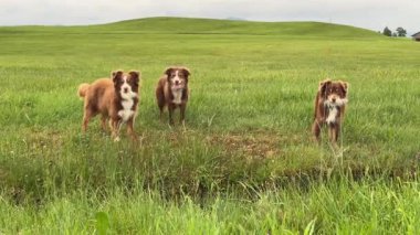 Çimenli bir arazide üç köpek duruyor. Köpekler kahverengi ve beyazdır. Alan yeşil ve sakin bir atmosferi var.