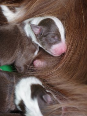 Anne köpek yavrularını emziriyor. Yavrular uyuyor ve kürkle kaplılar. Anne köpek yavrularına sıcaklık ve besin sağlıyor.