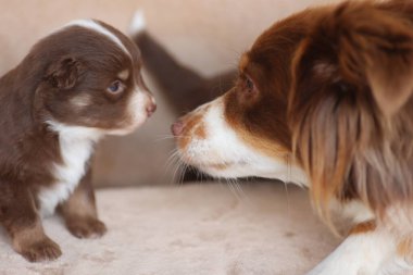 Küçük kahverengi ve beyaz bir köpek daha büyük kahverengi ve beyaz bir köpeğin yanında duruyor. Küçük köpek büyük köpeğe bakıyor, muhtemelen dikkat çekmek ya da korunmak istiyor. Huzur dolu bir sahne.. .