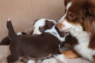 Bir anne köpek yavrularıyla birlikte bir kanepede uzanıyor. Yavrular birbirlerine sokulup oynuyorlar.. .