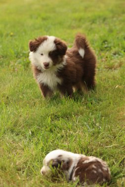 Kahverengi ve beyaz bir köpek yavrusu çimenli bir tarlada duruyor. Yakınlarda küçük bir köpek yavrusu yatıyor.