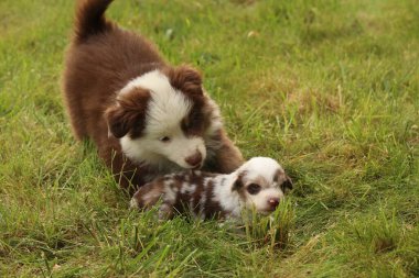 Çimenlikte oynayan iki köpek yavrusu. Biri kahverengi ve beyaz, diğeri kahverengi ve beyaz benekli.