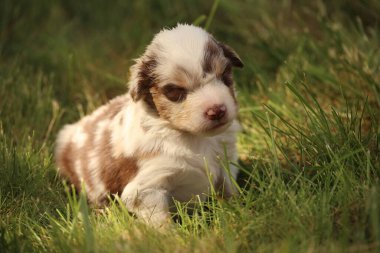 Küçük kahverengi ve beyaz bir köpek çimlerin üzerinde uzanıyor. Köpek kameraya bakıyor.