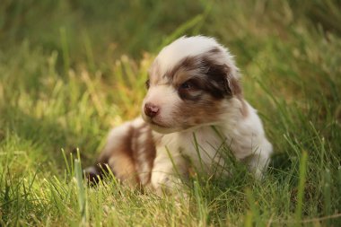 Küçük kahverengi ve beyaz bir köpek çimlerin üzerinde uzanıyor. Köpek kameraya bakıyor.