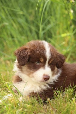 Kahverengi ve beyaz bir köpek çimlerin üzerinde uzanıyor. Köpek tuhaf bir ifadeyle kameraya bakıyor.