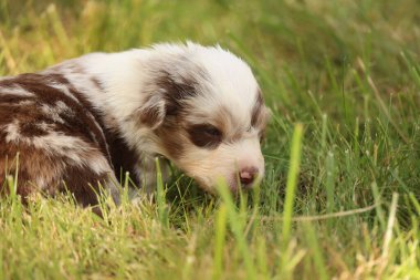 Kahverengi ve beyaz bir köpek yavrusu çimlerin üzerinde yatıyor. Yavru köpek kameraya bakıyor.