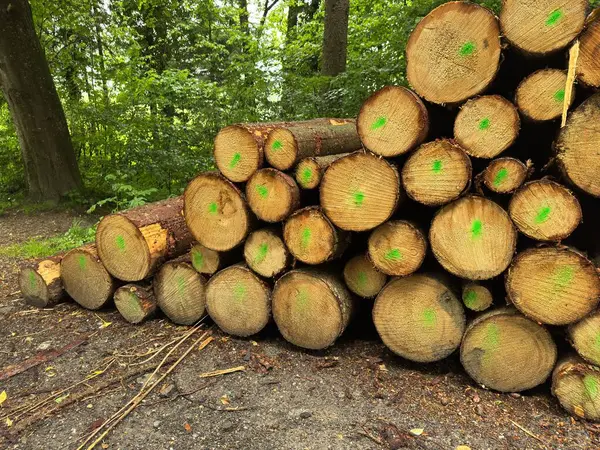 Üzerinde yeşil işaretler olan kütükler yığını. Kütükler öyle bir istiflenmiş ki birbirlerine yaslanıyorlar. Sahnenin kırsal ve doğal bir havası var.