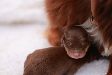 Kahverengi bir köpek yavrusu annesiyle birlikte beyaz bir battaniyeye uzanıyor. Yavru köpek küçük ve uyuyor.. .