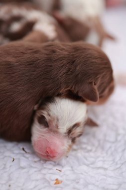 Kahverengi beyaz bir köpek yavrusu beyaz bir battaniyenin üzerinde uyuyor. Yavru köpek küçük ve kabarık, ve çok sevimli.. .