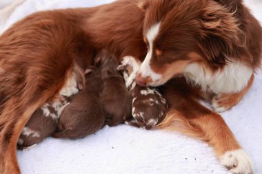 Kahverengi ve beyaz bir köpek yavrularıyla beyaz bir battaniyenin üzerinde uzanıyor. Yavrular ondan emziriyor ve birbirlerine çok yakınlar. Anne köpek yavrularına karşı çok korumacıdır.. .