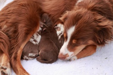 Kahverengi bir köpek yavrularıyla beyaz bir battaniyenin üzerinde uzanıyor. Yavrular anne köpekten emziriyorlar.. .