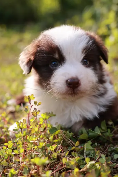 Şirin kahverengi ve beyaz bir köpek yavrusu çimlerin üzerinde yatıyor. Yavru köpeğin mavi bir gözü var ve kameraya bakıyor.. .