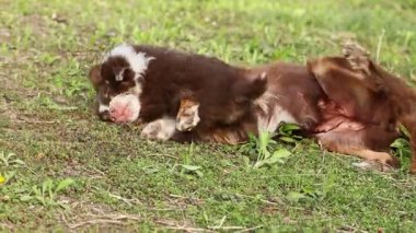 Kahverengi ve beyaz bir köpek çimenlerin üzerinde küçük bir köpeğin yanında uzanıyor...