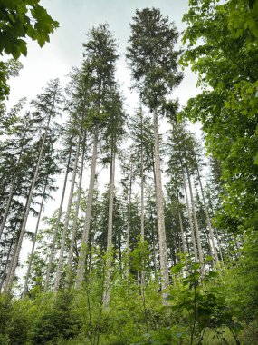 Uzun ağaçlar ve açık mavi gökyüzü olan bir orman. Ağaçlar yeşil ve gökyüzü beyaz