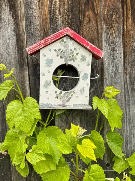 Kırmızı çatılı kuş evi bir sarmaşığa oturur. Asma yeşildir ve yaprakları vardır.